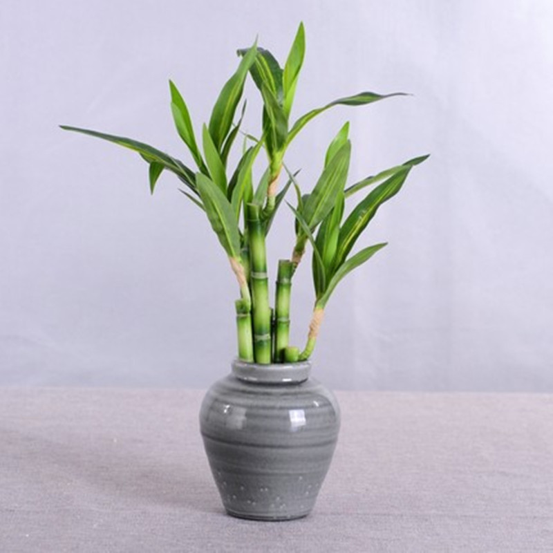 Nova Planta Artificial de Bamb - Aquarium Fish Saltwater avaliação e preço