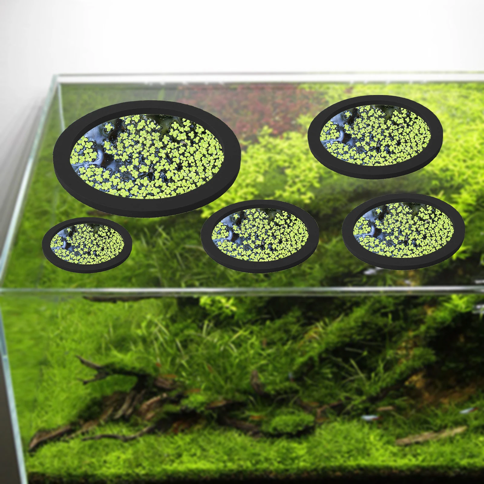 5 pçs eva anel de alimentação  - Aquarium Fish Photography avaliação e preço